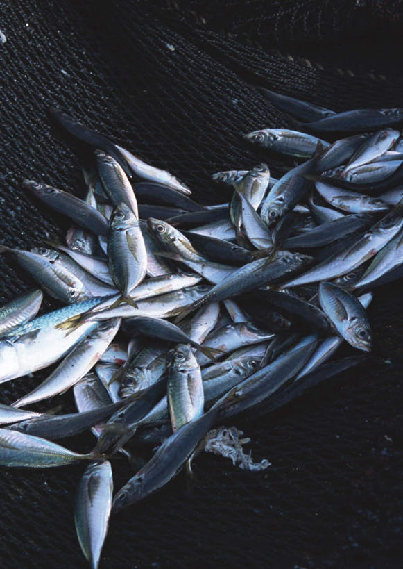 无人,竖图,俯视,室内,特写,白天,一堆,许多,堆叠,堆积,鱼,很多,鱼类,海洋生物,堆,巴浪,竹荚鱼,水生动物,水生物,海底动物,刺公,山鲐鱼,半身,彩图,高角度拍摄