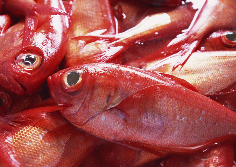 海鲜,无人,横图,俯视,室外,特写,白天,一堆,许多,堆叠,堆积,鱼,很多,鲷鱼,水产,鱼类,海洋生物,红色,堆,鲷,加吉鱼,金眼鲷,铜盆鱼,水生动物,海产品,水生物,海底动物,班加吉,加真鲷,半身,彩图,高角度拍摄