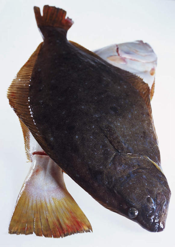 海鲜,无人,竖图,俯视,室内,特写,白天,白色背景,比目鱼,一条,鱼,水产,海洋生物,黑色,摄影,影棚,水生动物,海产品,水生物,海底动物,鲽鱼,彩图,高角度拍摄,全身,影棚拍摄,拍摄