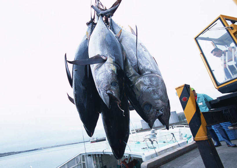 海鲜,无人,码头,横图,室外,特写,白天,仰视,技术,港口,建筑,许多,吊挂,悬挂,鱼,很多,挂,鲔鱼,设备,水产,金枪鱼,鱼类,海洋生物,施工,天空,天,机械,起重机,吞拿鱼,工程,水生动物,海产品,水生物,海底动物,彩图,低角度拍摄,全身,摆渡口,埠头,渡口,渡头,港湾,海港,货运码头,口岸,商港