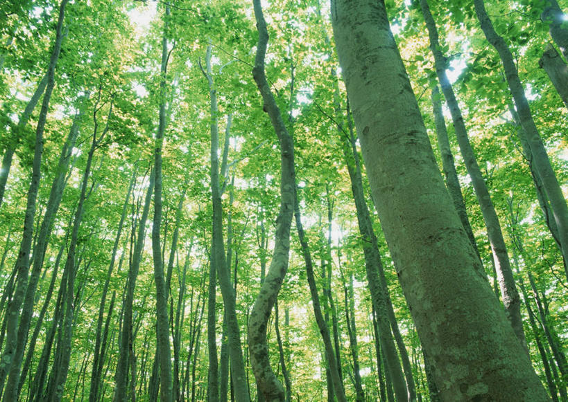 无人,横图,室外,白天,仰视,旅游,度假,美景,森林,树林,植物,叶子,日本,亚洲,阴影,光线,影子,景观,绿叶,树桩,枝条,娱乐,树,树干,树木,树枝,绿色,阳光,自然,享受,休闲,嫩叶,木桩,景色,放松,生长,成长,自然风光,东亚,本州,本州岛,日本国,岩手,岩手县,东北地方,虬枝,枝杈,叶,叶片,彩图,低角度拍摄,岩手郡
