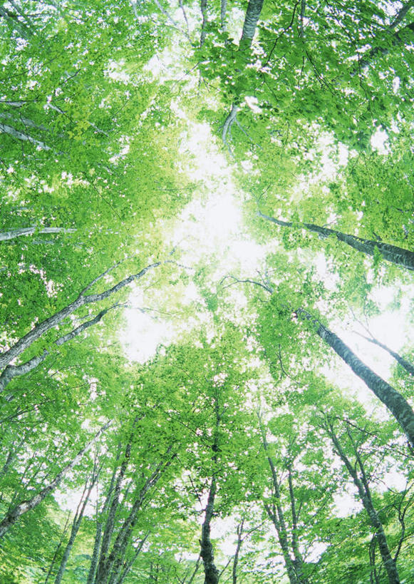 无人,竖图,室外,白天,仰视,旅游,度假,美景,森林,树林,植物,叶子,日本,亚洲,阴影,光线,影子,景观,绿叶,树桩,枝条,娱乐,树,树干,树木,树枝,绿色,阳光,自然,享受,休闲,嫩叶,木桩,景色,放松,生长,成长,自然风光,东亚,本州,本州岛,日本国,岩手,岩手县,东北地方,虬枝,枝杈,叶,叶片,彩图,低角度拍摄,岩手郡