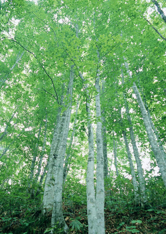 无人,竖图,室外,白天,仰视,旅游,度假,美景,森林,树林,植物,叶子,日本,亚洲,阴影,光线,影子,景观,绿叶,树桩,枝条,娱乐,树,树干,树木,树枝,绿色,阳光,自然,享受,休闲,嫩叶,木桩,景色,放松,生长,成长,自然风光,东亚,本州,本州岛,日本国,岩手,岩手县,东北地方,虬枝,枝杈,叶,叶片,彩图,低角度拍摄,岩手郡