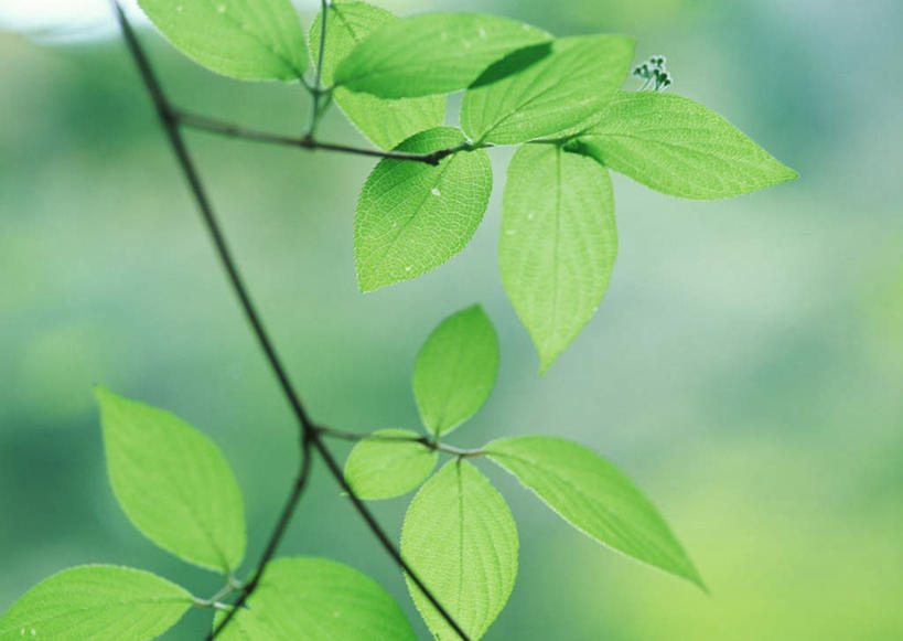 无人,横图,室外,特写,白天,仰视,旅游,度假,美景,森林,树林,植物,叶子,日本,亚洲,阴影,朦胧,模糊,光线,影子,景观,绿叶,树桩,枝条,娱乐,树,树干,树木,树枝,绿色,阳光,自然,享受,休闲,嫩叶,木桩,景色,放松,生长,成长,自然风光,东亚,山毛榉,日本国,九州本岛,九州,九州岛,九州地方,宫崎,宫崎县,麻栎金刚,山毛榉树,虬枝,枝杈,叶,叶片,彩图,低角度拍摄,五濑町,西臼杵郡