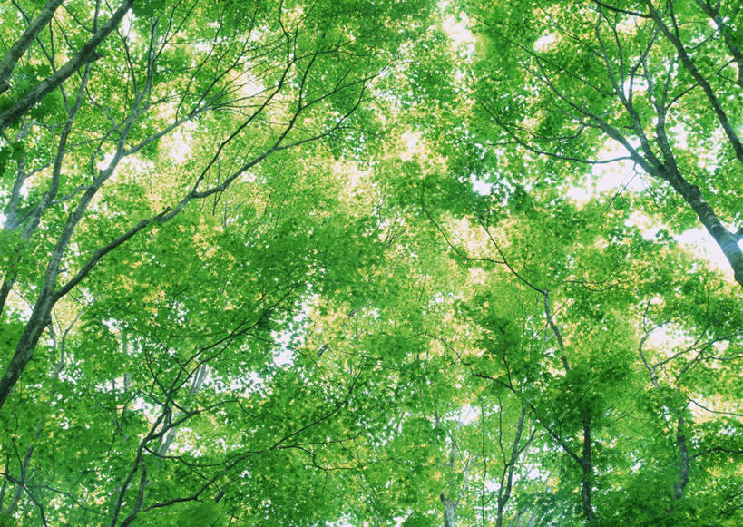 无人,横图,室外,白天,仰视,旅游,度假,美景,森林,树林,植物,叶子,日光,日本,亚洲,阴影,光线,影子,景观,绿叶,树桩,枝条,娱乐,树,树干,树木,树枝,绿色,阳光,自然,享受,休闲,嫩叶,木桩,景色,放松,生长,成长,自然风光,东亚,本州,关东地方,本州岛,日本国,栃木,栃木县,日光市,虬枝,枝杈,叶,叶片,彩图,低角度拍摄