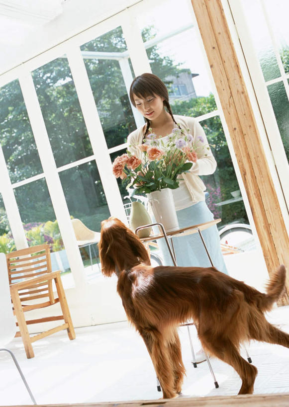 东方人,一个人,站,摸,竖图,室内,白天,正面,植物,窗户,落地窗,桌面,桌子,宠物,狗,椅子,亚洲,仅一个年轻女性,仅一个女性,仅一个人,抚摸,服装,朦胧,模糊,盛开,木制,铁桶,桶,木椅,花蕾,注视,休闲装,黄种人,玻璃窗,花,花瓣,花朵,鲜花,树,树木,一只,衣服,绿色,自然,动物,木制品,容器,花苞,花蕊,低头,观察,看,站着,休闲,休闲服,可爱,服饰,生长,成长,观看,储藏,察看,储存,关注,忠诚,塞特犬,雪达犬,爱尔兰塞特犬,爱尔兰雪达犬,年轻女性,女人,女性,亚洲人,犬,触摸,接触,站立,半身,彩图,贮存