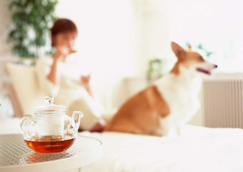 东方人,一个人,客厅,坐,横图,室内,白天,正面,幸福,植物,茶,窗户,靠垫,沙发,宠物,狗,杯子,玻璃,亚洲,仅一个年轻女性,仅一个女性,仅一个人,握,服装,朦胧,模糊,盆栽,墙,红茶,茶叶,靠枕,盆景,二郎腿,拿,柯基犬,威尔士柯基犬,拿着,注视,休闲装,黄种人,娱乐,玻璃窗,墙壁,墙面,玻璃制品,一只,衣服,绿色,白色,自然,动物,水杯,垫子,枕头,观察,看,享受,休闲,温馨,休闲服,放松,可爱,乐趣,握着,服饰,生长,牧羊犬,成长,观看,察看,提神,起居室,舒适,关注,醒脑,布艺沙发,忠诚,卡迪根威尔士柯基犬,客堂,年轻女性,女人,女性,亚洲人,茶杯,犬,坐着,半身,彩图