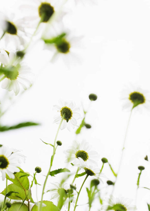 无人,竖图,室外,特写,白天,正面,花海,花圃,美景,植物,叶子,许多,阴影,朦胧,模糊,盛开,光线,影子,景观,花蕾,花,花瓣,花朵,花卉,鲜花,绿色,白色,天空,阳光,自然,花丛,花束,花田,天,花苞,花蕊,菊花,景色,晴朗,自然风光,万里无云,大滨菊,西洋滨菊,滨菊,晴空,晴空万里,彩图