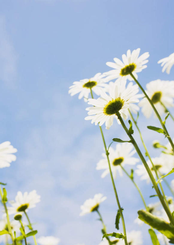 无人,竖图,室外,特写,白天,仰视,花海,花圃,美景,植物,叶子,许多,阴影,盛开,光线,影子,景观,云,云朵,花蕾,云彩,花,花瓣,花朵,花卉,鲜花,蓝色,绿色,白色,白云,蓝天,天空,阳光,自然,花丛,花束,花田,天,花苞,花蕊,菊花,景色,晴朗,自然风光,大滨菊,西洋滨菊,滨菊,晴空,彩图,低角度拍摄