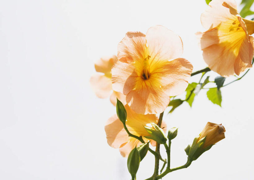 无人,横图,室外,特写,白天,仰视,美景,植物,叶子,盛开,景观,绿叶,枝条,花蕾,花,花瓣,花朵,鲜花,树,树木,树枝,天空,自然,天,花苞,花蕊,橙色,嫩叶,景色,母爱,晴朗,自然风光,万里无云,凌霄花,声誉,凌霄,紫葳,虬枝,枝杈,叶,叶片,晴空,晴空万里,彩图,低角度拍摄