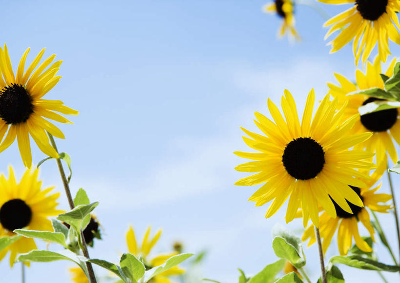 无人,横图,室外,特写,白天,仰视,爱情,幸福,花海,花圃,美景,太阳,植物,向日葵,叶子,阴影,盛开,光线,影子,景观,云,云朵,花蕾,云彩,花,花瓣,花朵,花卉,鲜花,蓝色,绿色,白云,蓝天,天空,阳光,自然,花丛,花束,花田,天,花苞,花蕊,景色,晴朗,自然风光,光辉,沉默,忠诚,勇敢,投缘,爱慕,黄石,高傲,朝阳花,葵花,望日莲,向阳花,转日莲,晴空,彩图,低角度拍摄