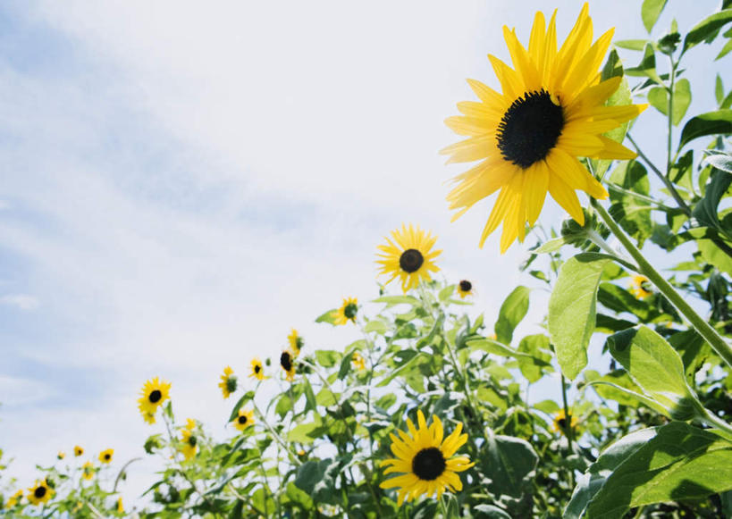 无人,横图,室外,特写,白天,仰视,爱情,幸福,花海,花圃,美景,太阳,植物,向日葵,叶子,阴影,盛开,光线,影子,景观,云,云朵,绿叶,花蕾,云彩,花,花瓣,花朵,花卉,鲜花,蓝色,绿色,白云,蓝天,天空,阳光,自然,花丛,花束,花田,天,花苞,花蕊,嫩叶,景色,晴朗,自然风光,光辉,沉默,忠诚,勇敢,投缘,爱慕,黄石,高傲,朝阳花,葵花,望日莲,向阳花,转日莲,叶,叶片,晴空,彩图,低角度拍摄