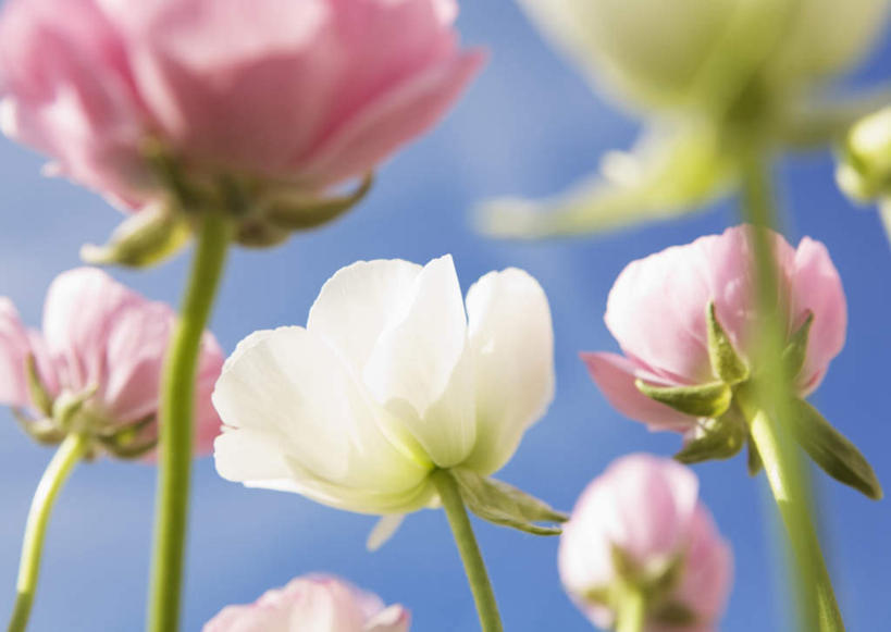 无人,横图,室外,特写,白天,仰视,花海,花圃,美景,植物,叶子,阴影,朦胧,模糊,盛开,光线,影子,景观,云,云朵,花蕾,云彩,花,花瓣,花朵,花卉,鲜花,粉色,蓝色,绿色,白色,白云,蓝天,天空,阳光,自然,花丛,花束,花田,天,花苞,花蕊,耧斗花,景色,晴朗,自然风光,坚持,耧斗菜,猫爪花,晴空,彩图,低角度拍摄,西洋耧斗菜