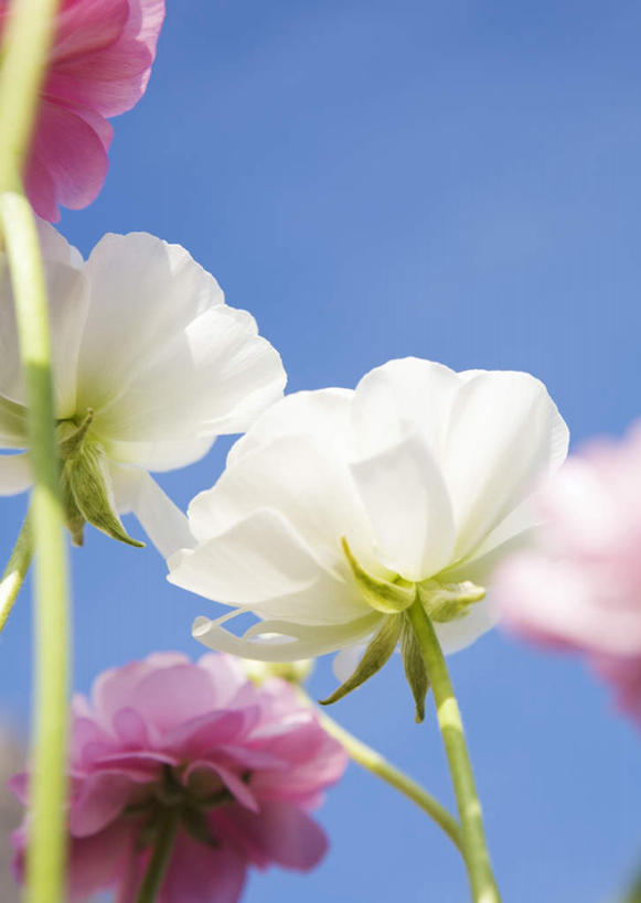 无人,竖图,室外,特写,白天,仰视,花海,花圃,美景,植物,叶子,阴影,朦胧,模糊,盛开,光线,影子,景观,云,云朵,花蕾,云彩,花,花瓣,花朵,花卉,鲜花,粉色,蓝色,绿色,白色,白云,蓝天,天空,阳光,自然,花丛,花束,花田,天,花苞,花蕊,耧斗花,景色,晴朗,自然风光,坚持,耧斗菜,猫爪花,晴空,彩图,低角度拍摄,西洋耧斗菜