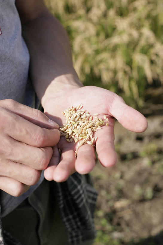 东方人,手,一个人,农民,农田,捧,竖图,俯视,室外,特写,白天,农业,庄稼,农作物,亚洲,双手,仅一个男性,仅一个人,仅一个中年男性,阴影,服装,朦胧,模糊,光线,影子,稻田,休闲装,黄种人,衣服,阳光,休闲,手部,休闲服,服饰,农人,男人,男性,中年男性,亚洲人,农夫,端,端着,捧着,手捧,半身,彩图,高角度拍摄,耕地,庄稼田