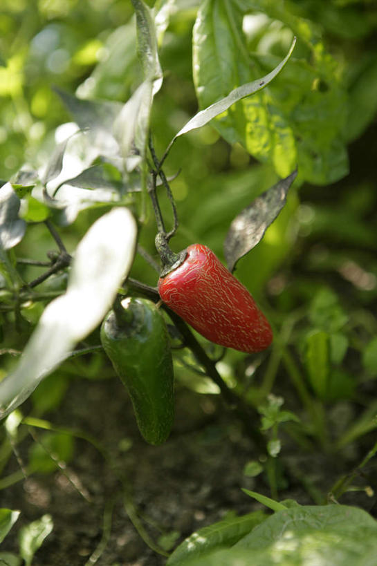 无人,农田,竖图,室外,特写,白天,正面,庄稼,农作物,美景,辣椒,蔬菜,阴影,朦胧,模糊,新鲜,光线,影子,景观,食品,食物,一个,红色,阳光,自然,景色,有机食品,绿色食品,单个,自然风光,辣角,大椒,辣虎,广椒,墨西哥辣椒,哈雷派尼奥,哈雷派尼奥辣椒,辣子,海椒,番椒,彩图,耕地,庄稼田