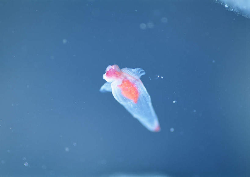 游泳,无人,横图,俯视,室外,特写,白天,旅游,度假,海浪,海洋,美景,北海道,日本,亚洲,景观,浪花,娱乐,海洋生物,无脊椎动物,一只,蓝色,自然,海水,享受,休闲,景色,放松,软体动物,自然风光,水生动物,浮游动物,水生物,海景,东亚,海底动物,日本国,北海道地方,北海道岛,泅水,拍浮,大海,风浪,海,海水的波动,近岸浪,涌浪,彩图,高角度拍摄,全身,鄂霍次克综合振兴局,冰海精灵,冰海小精灵,海天使,道东,网走,网走市,网走支厅