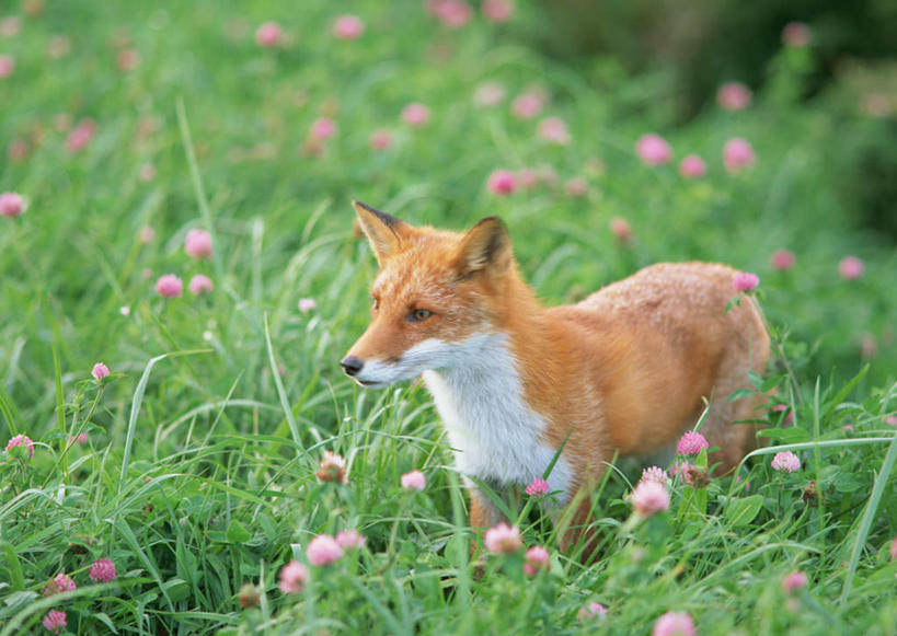 无人,站,横图,室外,白天,正面,旅游,度假,花海,花圃,美景,植物,狐狸,野生动物,叶子,北海道,日本,亚洲,朦胧,模糊,盛开,景观,花蕾,注视,娱乐,花,花瓣,花朵,花卉,鲜花,一只,绿色,自然,动物,花丛,花束,花田,花苞,花蕊,观察,看,站着,享受,休闲,景色,放松,观看,察看,关注,自然风光,狡猾,东亚,日本国,北海道地方,北海道岛,狡诈,站立,彩图,全身,胆振综合振兴局,室兰市,胆振支厅,道央