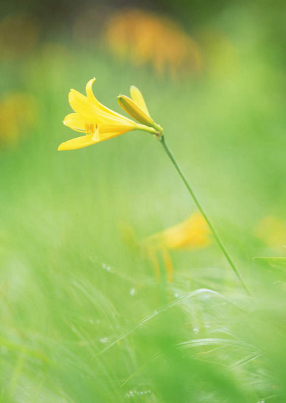 无人,竖图,室外,特写,白天,正面,草地,草坪,花海,花圃,美景,植物,萱草,叶子,北海道,日本,亚洲,阴影,朦胧,模糊,盛开,光线,影子,景观,花蕾,草,花,花瓣,花朵,花卉,鲜花,黄色,绿色,阳光,自然,花丛,花束,花田,花苞,花蕊,景色,自然风光,东亚,日本国,北海道地方,北海道岛,疗愁,萱草花,宜男,忘忧草,金针菜,黄花菜,黄花,彩图
