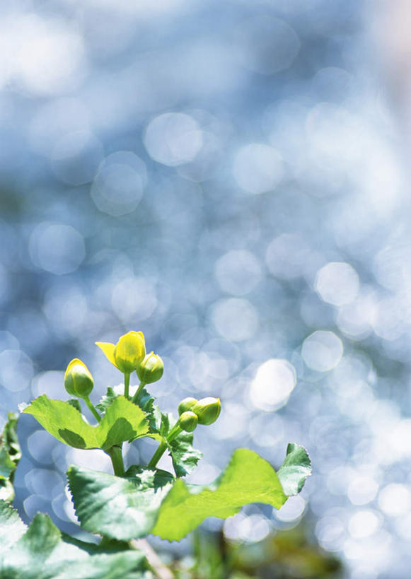 无人,竖图,室外,特写,白天,正面,幸福,美景,植物,叶子,北海道,日本,亚洲,阴影,朦胧,模糊,光线,纹理,影子,景观,绿叶,绿色,阳光,自然,嫩叶,景色,自然风光,东亚,肌理,日本国,北海道地方,北海道岛,立金花,驴蹄草,叶,叶片,叶脉,彩图