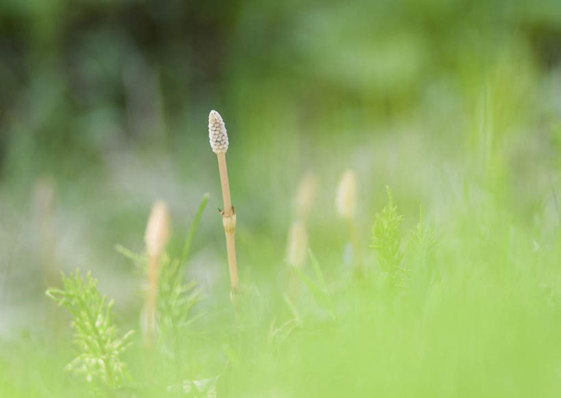 无人,横图,室外,特写,白天,正面,草地,草坪,美景,植物,北海道,日本,亚洲,阴影,朦胧,模糊,光线,影子,景观,草,绿色,阳光,自然,景色,自然风光,东亚,日本国,灯芯草,北海道地方,北海道岛,虻田郡,灯心草,蔺草,龙须草,马棕根,蓑衣草,野席草,彩图,胆振综合振兴局,后志综合振兴局,振兴局,二世古町,二世谷町,胆振支厅,道央