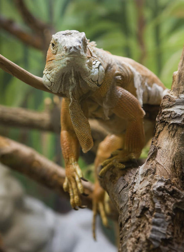 无人,站,竖图,室外,白天,正面,美景,植物,野生动物,蜥蜴,美国,朦胧,模糊,鬣蜥,景观,注视,树,树木,一只,绿色,自然,动物,观察,看,站着,景色,生长,成长,观看,察看,北美,北美洲,关注,自然风光,绿鬣蜥,美洲,伊利诺斯州,石龙子,伊利诺伊,伊利诺伊州,伊利诺州,泉龙,猪婆蛇,四脚蛇,林肯之地,北亚美利加洲,亚美利加洲,蜴,站立,彩图,全身