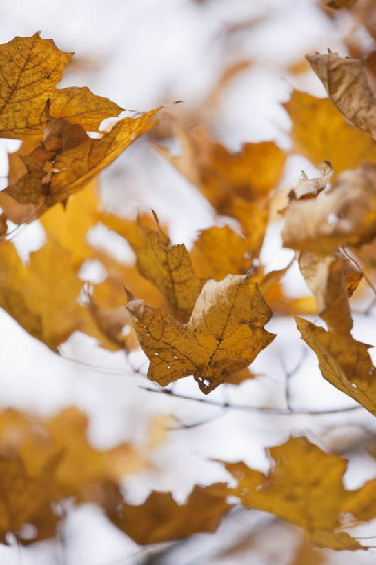 无人,竖图,室外,特写,白天,正面,美景,秋季,叶子,阴影,朦胧,模糊,反射,影子,景观,枯叶,落叶,黄色,自然,景色,自然风光,叶,叶片,秋,秋天,彩图