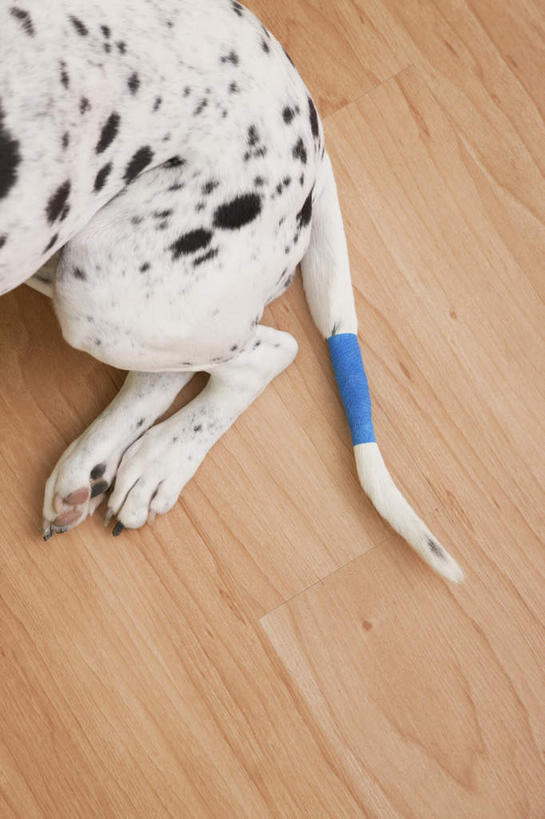无人,竖图,俯视,室内,特写,白天,地板,宠物,狗,阴影,反射,尾巴,纱布,影子,斑点狗,大麦町犬,地面,木地板,一只,蓝色,动物,趴着,可爱,治疗,捆绑,固定,医疗,受伤,忠诚,止血,绑缚,斑点犬,绷带,犬,趴,半身,彩图,高角度拍摄
