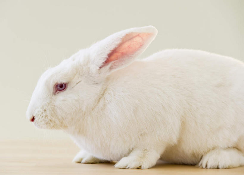 无人,坐,横图,室内,特写,白天,侧面,哺乳动物,阴影,朦胧,模糊,反射,兔子,影子,注视,一只,白色,动物,观察,看,观看,兔,察看,关注,坐着,半身,彩图