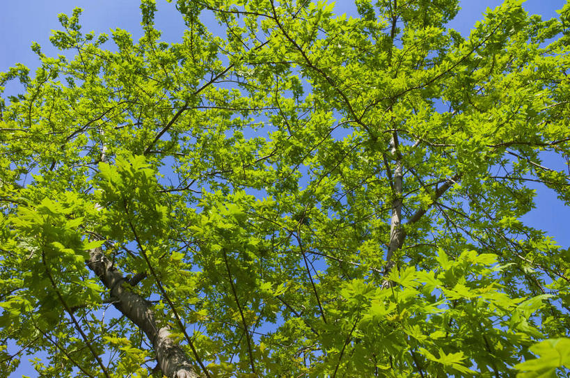 无人,横图,室外,白天,仰视,旅游,度假,美景,植物,城市,纽约,美国,阴影,光线,影子,景观,曼哈顿,娱乐,树,树木,蓝色,绿色,蓝天,天空,阳光,自然,天,享受,休闲,景色,放松,生长,晴朗,成长,北美,北美洲,自然风光,美洲,中央公园,纽约中央公园,纽约州,万里无云,帝国之州,帝国州,北亚美利加洲,亚美利加洲,晴空,晴空万里,彩图,低角度拍摄,曼哈顿岛