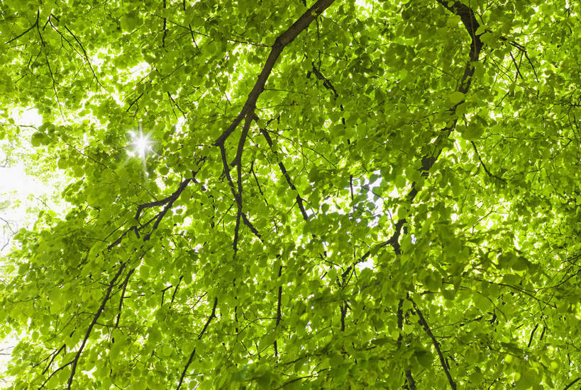 无人,横图,室外,白天,仰视,旅游,度假,美景,植物,城市,纽约,美国,阴影,光线,影子,景观,曼哈顿,娱乐,树,树木,绿色,天空,阳光,自然,天,享受,休闲,景色,放松,生长,晴朗,成长,北美,北美洲,自然风光,美洲,中央公园,纽约中央公园,纽约州,万里无云,帝国之州,帝国州,北亚美利加洲,亚美利加洲,晴空,晴空万里,彩图,低角度拍摄,曼哈顿岛