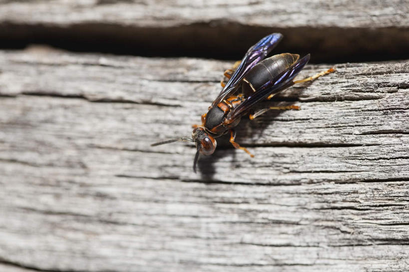 无人,家,木屋,横图,室外,特写,白天,正面,阴影,光线,木制,昆虫,木材,影子,墙,停留,墙壁,墙面,住宅,木柴,一只,阳光,动物,木制品,木料,停止,黄蜂,益虫,胡蜂,马蜂,蚂蜂,逗留,停顿,彩图,全身,茅舍,茅屋,棚屋,小木屋,小屋