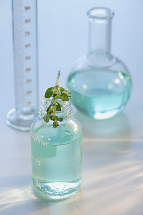 无人,竖图,俯视,室内,特写,白天,实验,仪器,水,植物,桌面,桌子,杯子,叶子,阴影,蓝色背景,研究,透明,反射,分析,化学,测试,木制,量筒,烧瓶,纹理,液体,影子,水滴,绿叶,玻璃制品,蓝色,绿色,玻璃瓶,木制品,瓶子,嫩叶,器皿,摄影,影棚,玻璃仪器,试验耗材,实验用品,肌理,圆底烧瓶,叶,叶片,叶脉,彩图,高角度拍摄,影棚拍摄,拍摄