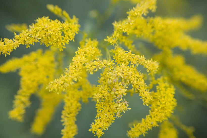 无人,横图,室外,特写,白天,正面,草地,草坪,美景,植物,叶子,美国,阴影,朦胧,模糊,盛开,光线,影子,景观,绿叶,花蕾,草,花,花瓣,花朵,鲜花,黄色,绿色,阳光,自然,花苞,花蕊,嫩叶,景色,北美,北美洲,自然风光,美洲,宾夕法尼亚,宾夕法尼亚州,宾州,拱顶石州,拱心石之州,宾氏林地,北亚美利加洲,亚美利加洲,秋麒麟草,孤独,叶,叶片,彩图