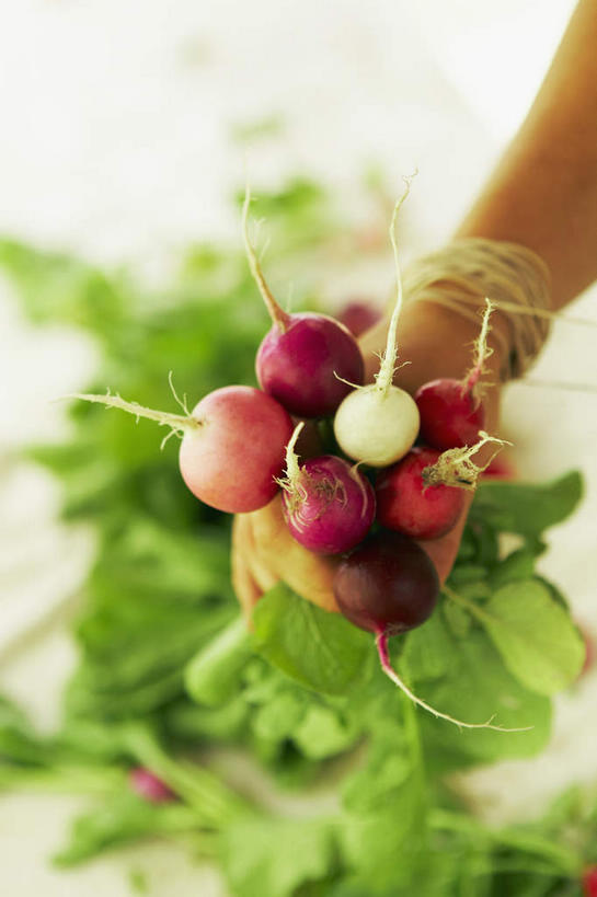 西方人,手,一个人,农民,竖图,俯视,室外,特写,白天,萝卜,蔬菜,叶子,欧洲,欧洲人,仅一个年轻女性,仅一个女性,仅一个人,许多,握,阴影,丰富,丰收,朦胧,模糊,新鲜,光线,影子,食品,绿叶,丰盛,食物,阳光,手部,嫩叶,握着,有机食品,绿色食品,水萝卜,单手,农人,丰登,丰硕,年轻女性,女人,女性,白种人,叶,叶片,农夫,半身,彩图,高角度拍摄