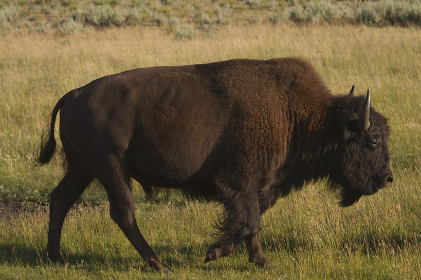 无人,公园,走,横图,室外,白天,侧面,旅游,度假,草地,草坪,美景,植物,牛,野生动物,美国,景观,注视,娱乐,草,一只,绿色,自然,动物,观察,看,享受,休闲,景色,放松,观看,察看,北美,北美洲,国家公园,关注,自然风光,美洲,美洲野牛,凶猛,黄石国家公园,怀俄明州,怀俄明,黄石公园,北亚美利加洲,亚美利加洲,平等之州,美洲草原野牛,美洲犎牛,美洲平原野牛,残暴,凶残,野牛,步行,散步,走路,彩图,全身