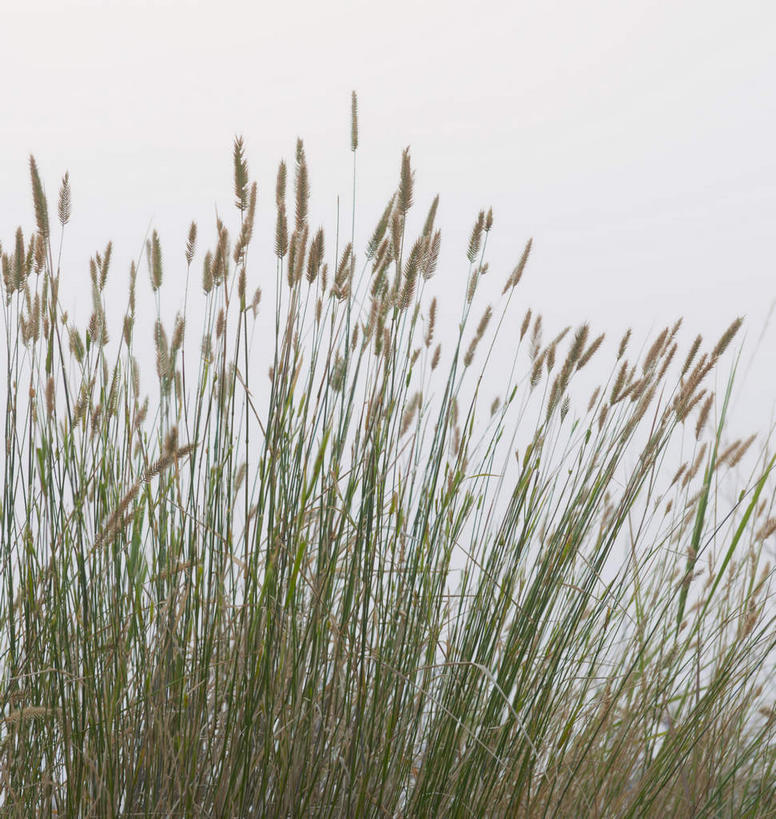 无人,竖图,室外,特写,白天,正面,旅游,度假,草地,草原,美景,植物,美国,景观,旷野,娱乐,草,绿色,天空,自然,天,享受,休闲,景色,放松,北美,北美洲,自然风光,原野,美洲,南达科他州,北亚美利加洲,亚美利加洲,南达科他,草狼之州,晴朗之州,彩图