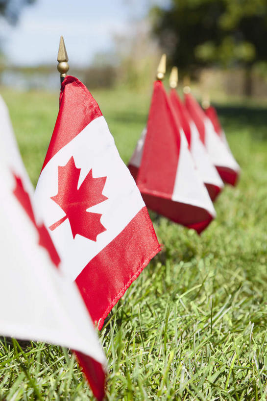 无人,竖图,室外,特写,白天,正面,草地,草坪,植物,旗帜,国旗,叶子,一排,许多,阴影,条纹,朦胧,模糊,整齐,飘扬,光线,影子,枫叶,枯叶,落叶,很多,草,树,树木,排列,黄色,红色,蓝色,绿色,白色,蓝天,天空,阳光,自然,天,生长,晴朗,成长,飘逸,枫树叶,队列,飞扬,加拿大国旗,万里无云,叶,叶片,旗,晴空,晴空万里,彩图