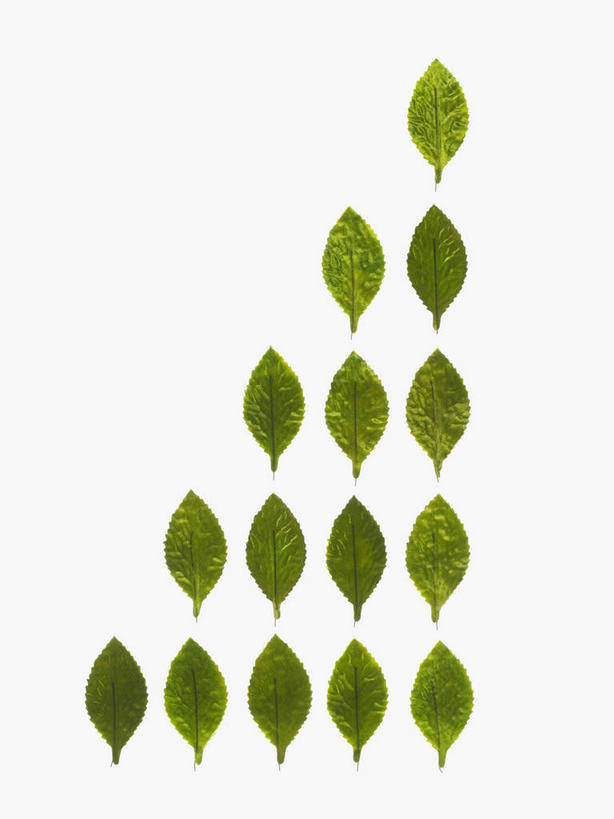 无人,竖图,室内,特写,白天,白色背景,正面,植物,叶子,一排,许多,新鲜,整齐,并列,并排,三角形,图形,纹理,绿叶,很多,几何,排列,绿色,嫩叶,摄影,影棚,青春,生命,队列,数学,和平,直角三角形,安详,平行,肌理,冷色,叶,叶片,叶脉,彩图,影棚拍摄,拍摄,Rt三角形,几何图形