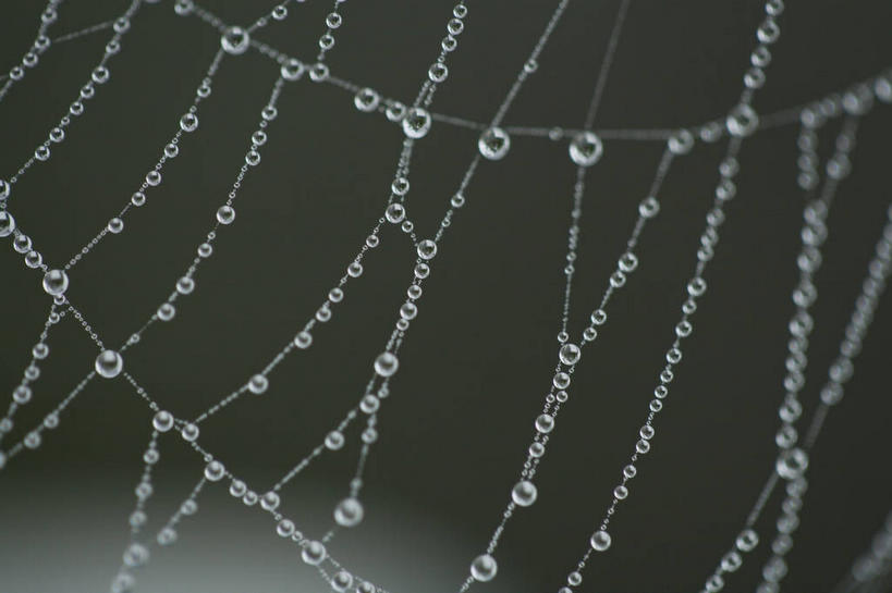 无人,横图,室外,特写,白天,正面,美景,水,露水,朦胧,模糊,透明,蜘蛛网,网,液体,景观,水滴,水珠,自然,露珠,景色,生机,蜘蛛丝,剔透,自然风光,灵动,蛛网,通明,捕杀,猎取,蛛丝,彩图,晶莹