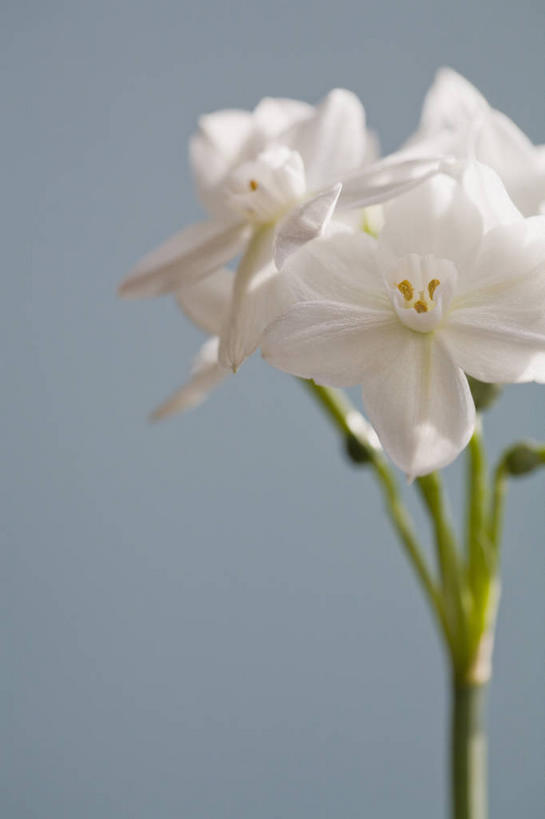 无人,横图,室内,特写,白天,正面,爱情,陶醉,水仙花,阴影,朦胧,模糊,盛开,反射,影子,花蕾,花,花瓣,花朵,鲜花,白色,花苞,花蕊,摄影,影棚,记忆,金盏银台,玉玲珑,女史花,雅蒜,天蒜,敬意,自恋,凌波仙子,水仙,天葱,彩图,影棚拍摄,拍摄