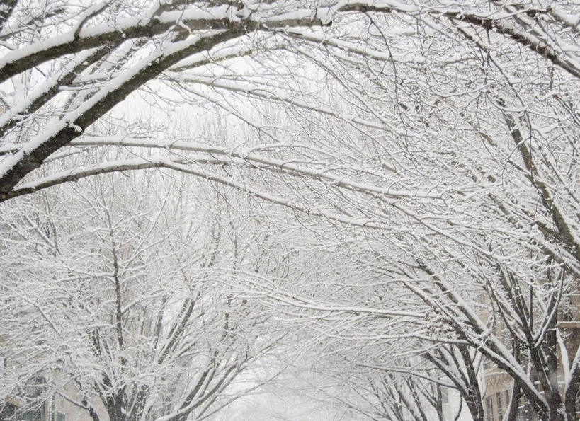 无人,横图,室外,白天,正面,美景,雪,植物,大雪,城市,纽约,美国,积雪,景观,雪景,冬季,冬天,曼哈顿,枝条,树,树木,树枝,自然,景色,寒冷,北美,北美洲,自然风光,美洲,纽约州,帝国之州,帝国州,北亚美利加洲,亚美利加洲,严寒,威廉斯堡,虬枝,枝杈,布鲁克林,布鲁克林区,彩图,曼哈顿岛
