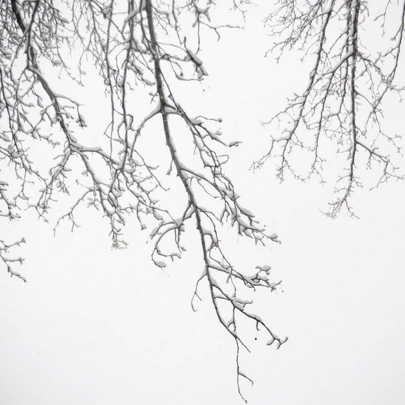 无人,方图,室外,特写,白天,仰视,美景,雪,植物,大雪,城市,纽约,美国,朦胧,模糊,积雪,景观,雪景,冬季,冬天,曼哈顿,枝条,树,树木,树枝,天空,自然,天,景色,寒冷,北美,北美洲,自然风光,美洲,纽约州,帝国之州,帝国州,北亚美利加洲,亚美利加洲,严寒,威廉斯堡,虬枝,枝杈,布鲁克林,布鲁克林区,彩图,低角度拍摄,曼哈顿岛