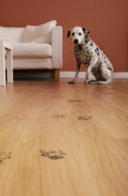 无人,客厅,站,竖图,室内,白天,正面,地板,靠垫,沙发,宠物,狗,阴影,反射,影子,墙,褐色,靠枕,斑点狗,达尔马提亚狗,大麦町犬,地面,注视,木地板,墙壁,墙面,一只,动物,垫子,枕头,观察,看,站着,可爱,观看,察看,起居室,关注,布艺沙发,忠诚,斑点犬,客堂,犬,站立,彩图,全身