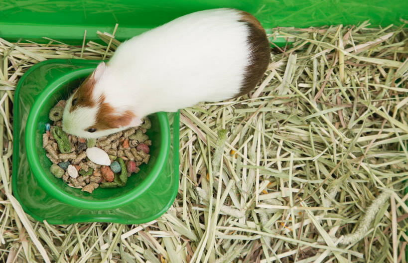 无人,吃,横图,俯视,室内,特写,白天,野生动物,一堆,许多,阴影,堆叠,堆积,反射,影子,塑料,笼子,注视,一只,动物,容器,塑料制品,低头,观察,看,趴着,可爱,活泼,观看,储藏,堆,察看,储存,关注,饲料,荷兰鼠,荷兰猪,天竺鼠,豚鼠,彩豚,嚼,趴,食,彩图,高角度拍摄,全身,贮存