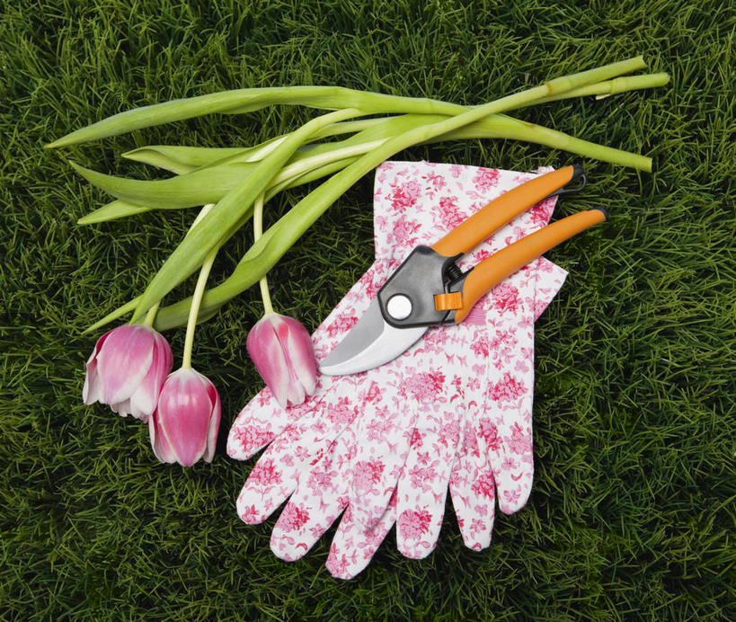无人,横图,俯视,室外,特写,白天,爱情,安全,草地,草坪,植物,郁金香,三朵,修剪,阴影,盛开,光线,工具,剪刀,影子,园艺工具,园艺,防护,祝福,花蕾,草,花,花瓣,花朵,鲜花,一个,粉色,绿色,阳光,手套,花苞,花蕊,单个,保护,裁剪,剪子,剪裁,切割,表白,保险,荣誉,永恒,保全,周全,安稳,安定,防护手套,篱笆剪,整篱剪,平安,郁香,洋荷花,草麝香,彩图,高角度拍摄,大平剪,绿篱剪
