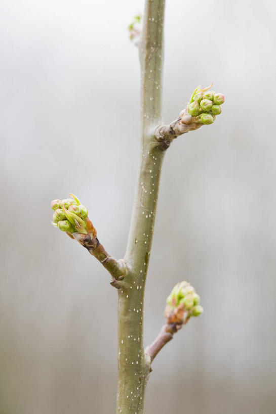 无人,竖图,室外,特写,白天,正面,美景,植物,海棠花,美国,朦胧,模糊,景观,海棠,果树,树,树木,绿色,自然,景色,生长,成长,呵护,北美,北美洲,自然风光,美洲,新泽西,北亚美利加洲,亚美利加洲,新泽西州,新州,花园之州,花园州,解语花,梨树,梨花海棠,彩图,国艳,花贵妃,花中神仙