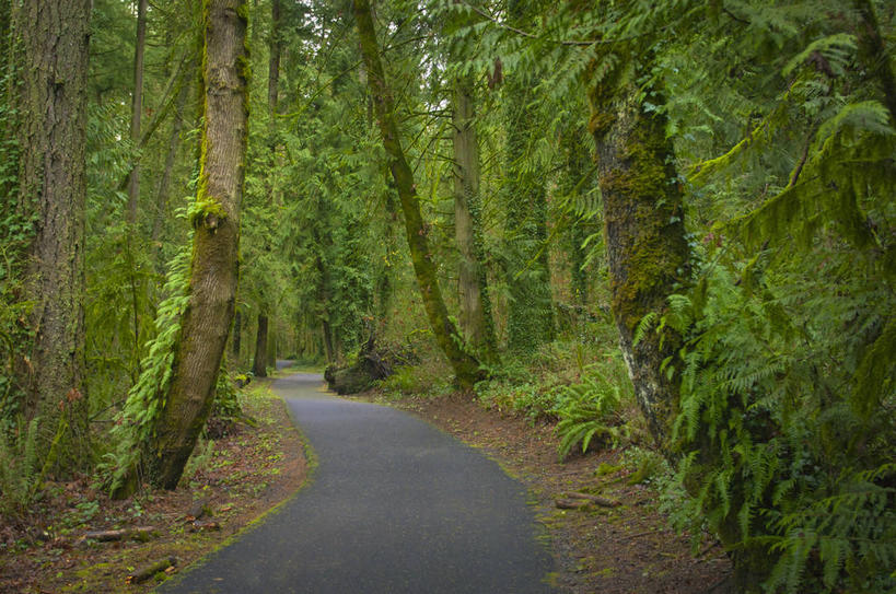 无人,横图,室外,白天,正面,旅游,度假,草地,草坪,美景,植物,道路,路,美国,景观,小路,交通,娱乐,草,树,树木,绿色,自然,享受,休闲,景色,放松,生长,成长,北美,北美洲,自然风光,美洲,俄勒冈州,俄勒冈,北亚美利加洲,亚美利加洲,落日之州,水獭之州,海狸州,彩图,马里昂县