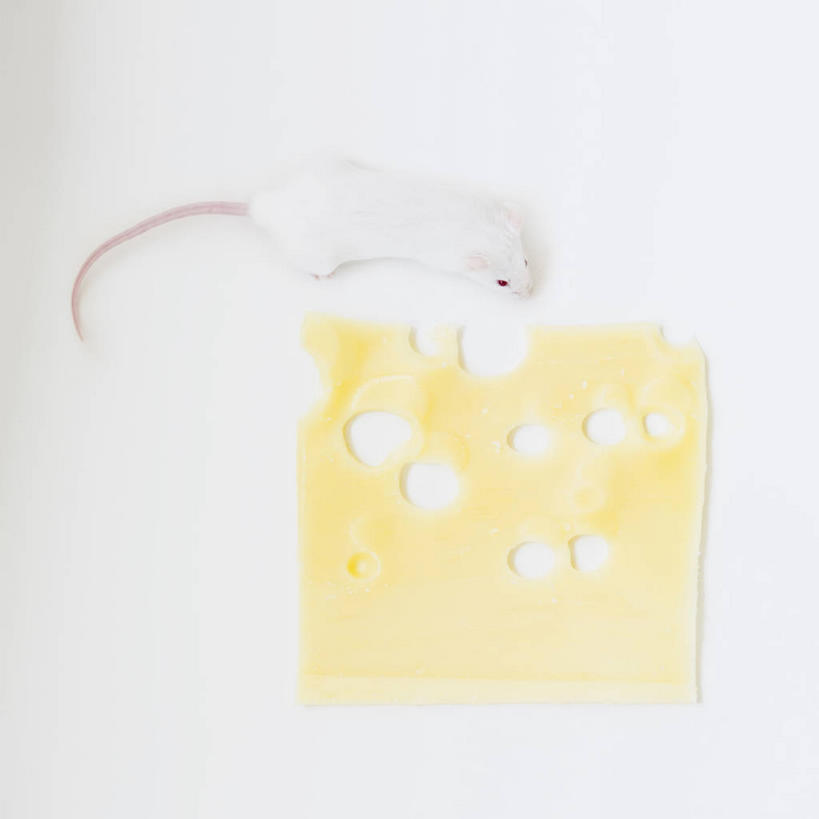 奶酪,无人,吃,方图,俯视,室内,特写,白天,白色背景,野生动物,老鼠,阴影,反射,细菌,影子,洞,干酪,起司,芝士,营养,注视,一只,动物,观察,看,趴着,乳酪,白老鼠,摄影,影棚,观看,察看,乳制品,关注,横截面,发酵,剖面,病菌,传染,四害,鼷鼠,小家鼠,截面,截面图形,耗子,嚼,趴,食,彩图,高角度拍摄,全身,影棚拍摄,拍摄