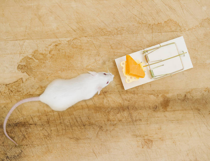 奶酪,无人,横图,俯视,室内,特写,白天,地板,野生动物,老鼠,阴影,反射,细菌,影子,干酪,起司,地面,芝士,营养,注视,木地板,一个,一只,白色,动物,观察,看,趴着,乳酪,白老鼠,诱惑,摄影,影棚,单个,观看,捕鼠器,勾引,察看,乳制品,关注,毁灭,发酵,病菌,传染,四害,补鼠器,灭鼠器,歼灭,灭鼠,消灭,引诱,鼷鼠,小家鼠,耗子,趴,彩图,高角度拍摄,全身,影棚拍摄,拍摄,清除